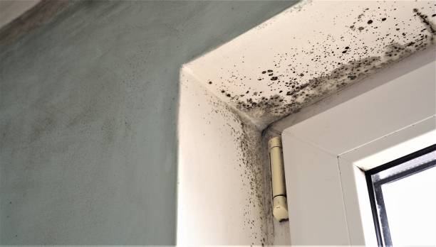 Best Residential Mold Inspection & Testing  in Lake Forest, IL